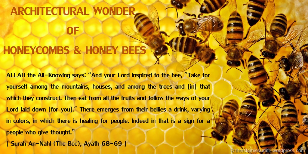 https://theislamisourlife.files.wordpress.com/2014/01/architectural-wonder-of-honeycombs-and-honey-bees.jpg